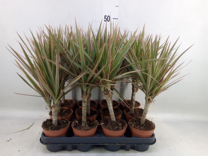 <h4>Dracaena marg.</h4>