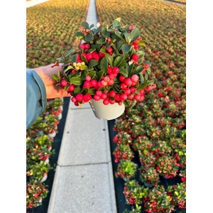 Gaultheria pro. Winterpearls Red Baron