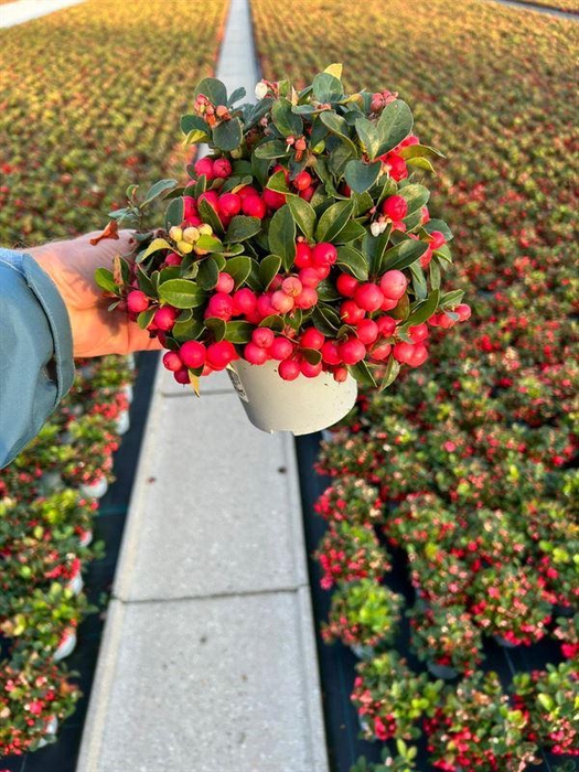 <h4>Gaultheria pro. Speedy Baron</h4>