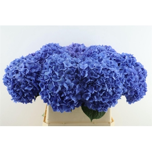 Hydr M Pimpernel 80-24