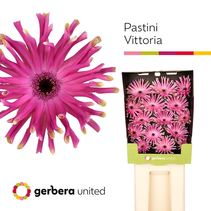 <h4>Gerbera Pastini Vittoria Diamond</h4>