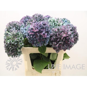 Hydrangea pimpernel classic aubergine