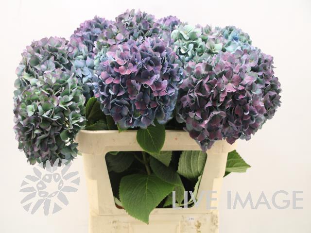 Hydrangea pimpernel classic aubergine