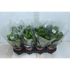 ASPLENIUM LESLIE P15
