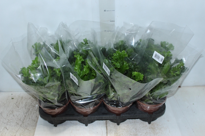 <h4>ASPLENIUM LESLIE P15</h4>