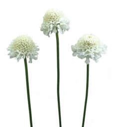 <h4>SCAB AT F SCOOP WHITE</h4>