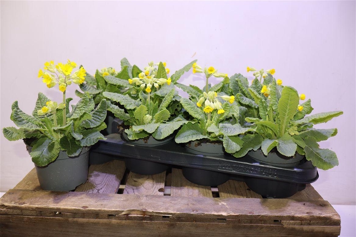 <h4>Prim Ver Cabrillo</h4>