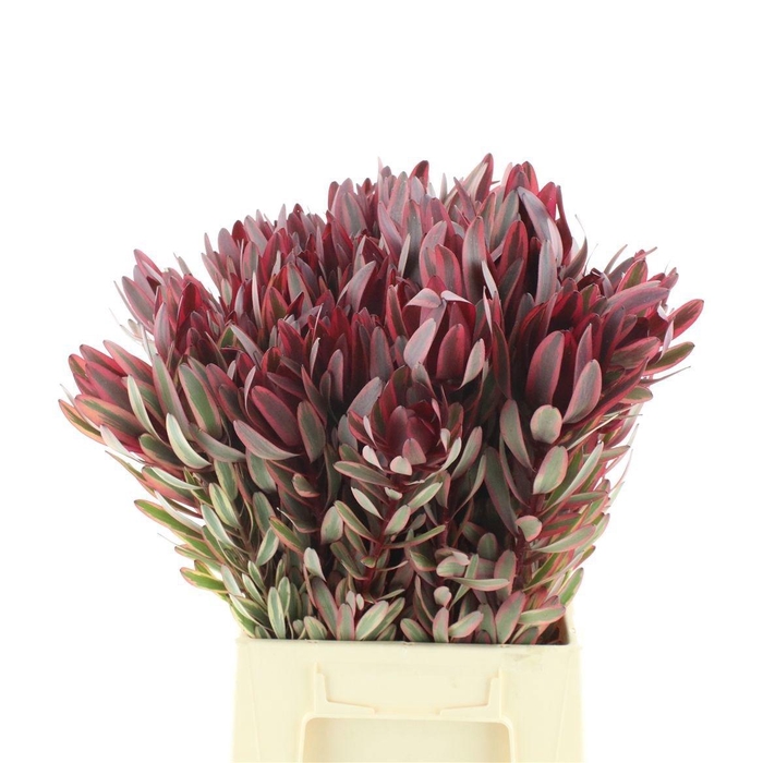 <h4>Leucad Jester 50 Cm</h4>