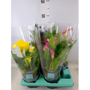 Zantedeschia   ...mix