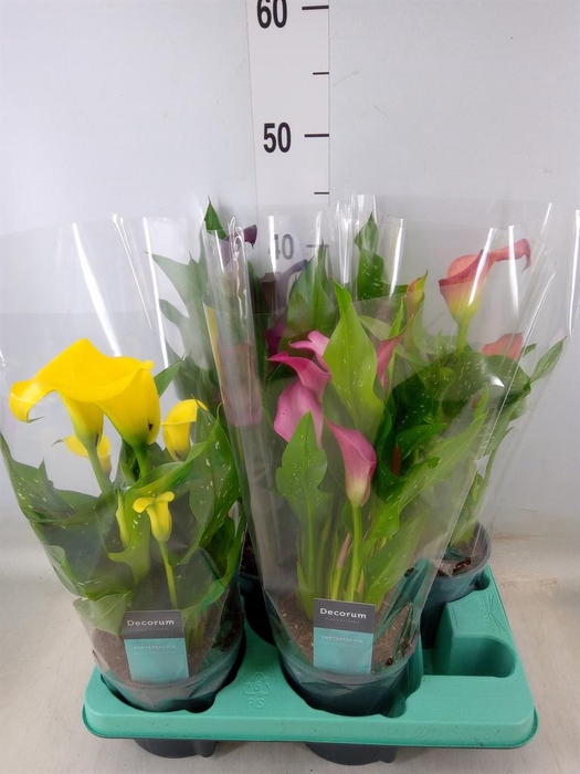 <h4>Zantedeschia   ...mix</h4>