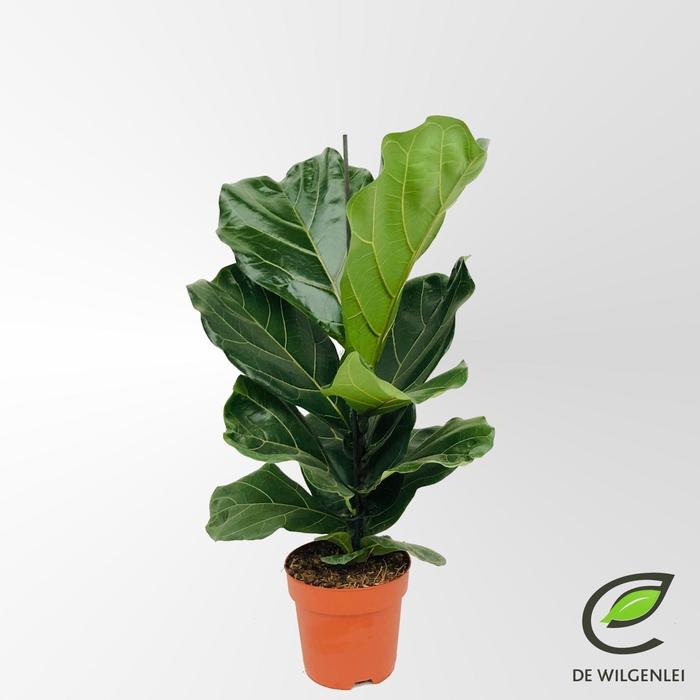 <h4>Ficus lyrata</h4>