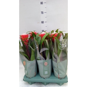 Guzmania  'Hope'