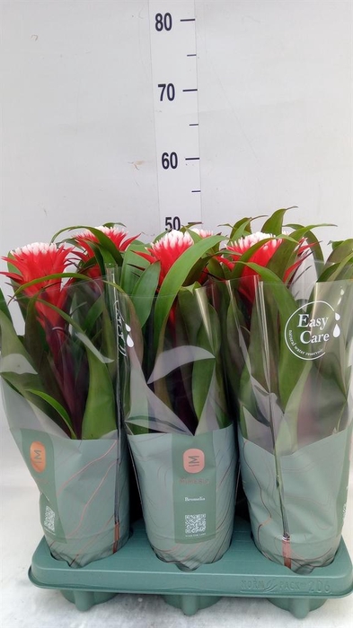 <h4>Guzmania 'Hope'</h4>
