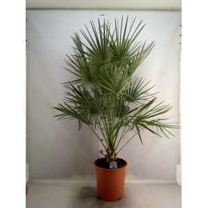 Chamaerops humilis