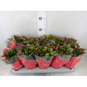 Schlumbergera trunc. 'Flame Red'