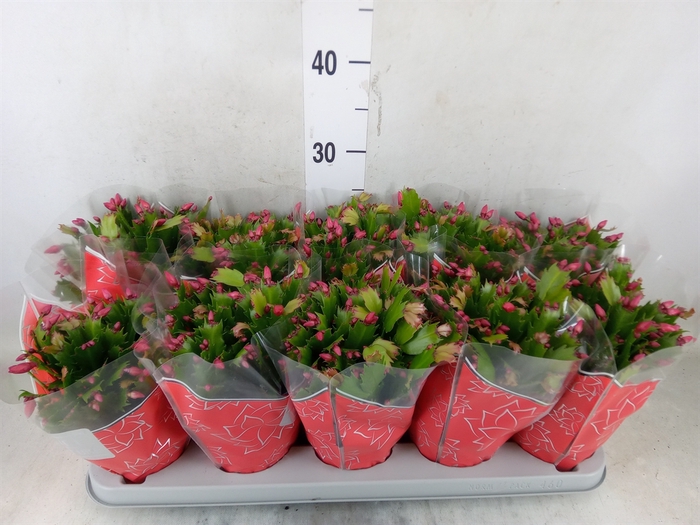 <h4>Schlumbergera trunc. 'Flame Red'</h4>