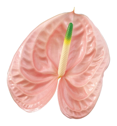 <h4>Anthurium Cheers</h4>