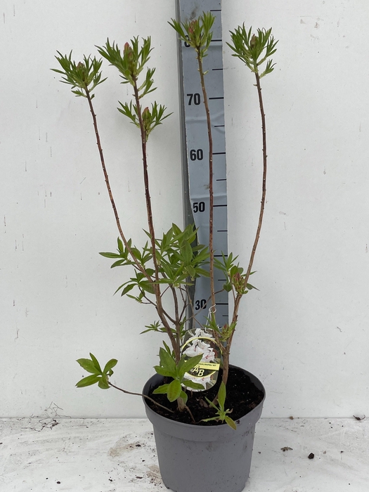 <h4>RHOD MO PERSIL</h4>