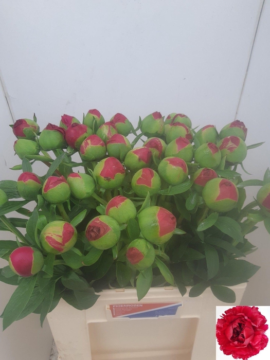 Paeo L Com Performan Extra!!