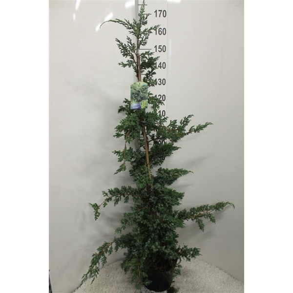 <h4>Juniperus chin. 'Blue Alps' P29 125/150 potgedrukt</h4>