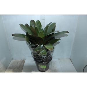 BROMELIA IMPERIAL P27 VERDE/VERMELHO
