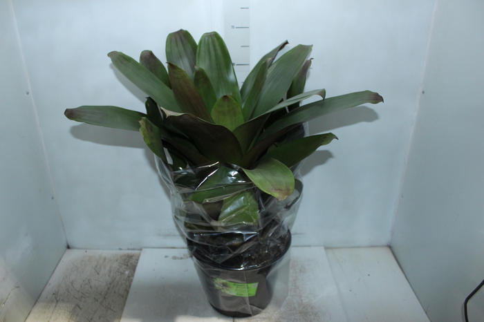 <h4>BROMELIA IMPERIAL P27 VERDE/VERMELHO</h4>