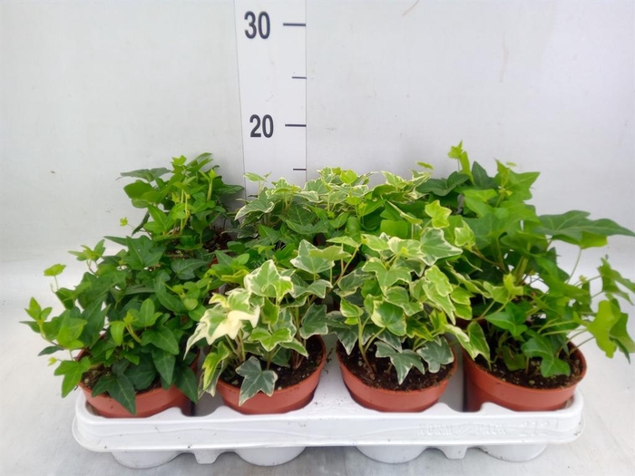 <h4>Hedera   ...mix</h4>