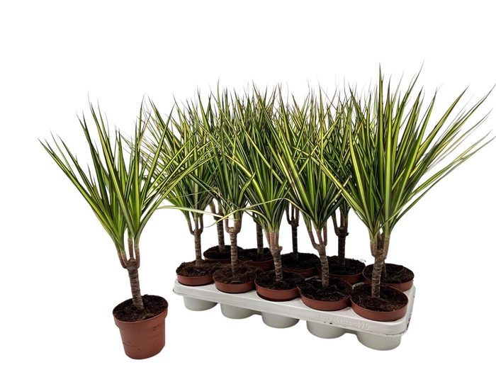 <h4>DRA MARG SUNRAY</h4>