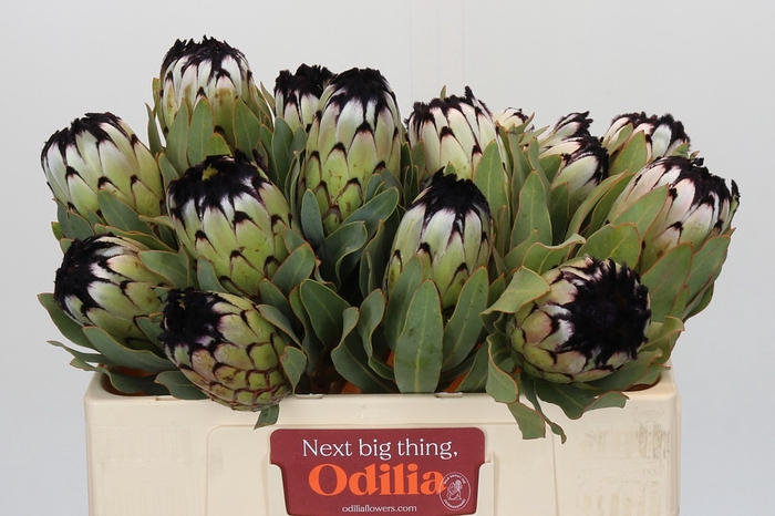 <h4>Protea Niobe</h4>