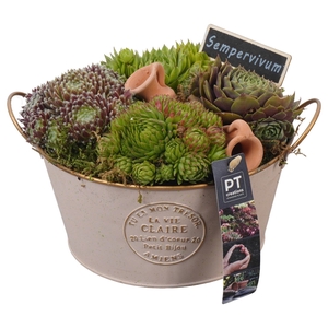 Arr.  Sempervivum L%