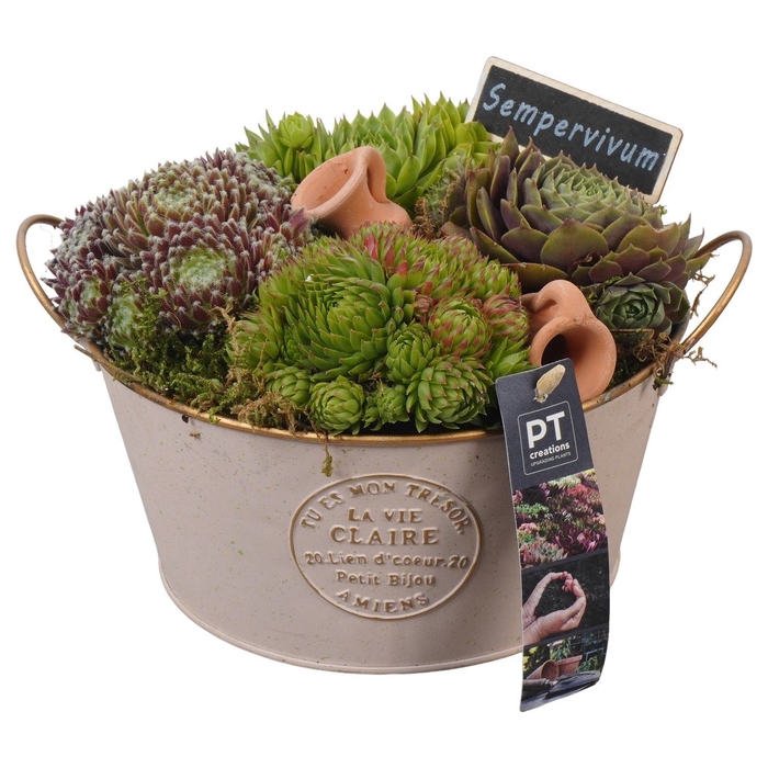<h4>Arr.  Sempervivum L%</h4>