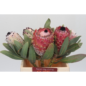 Protea Barbigera
