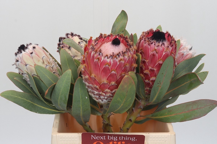 <h4>Protea Barbigera</h4>