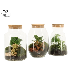 Arr. Planten H%