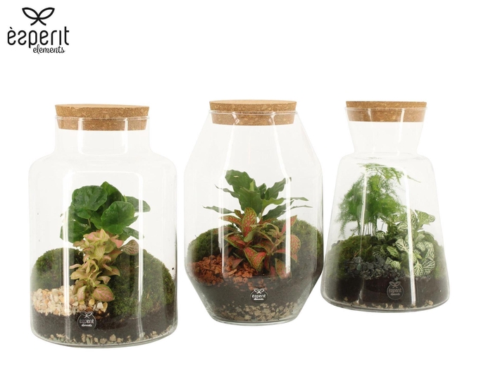 <h4>Arr. Planten H%</h4>
