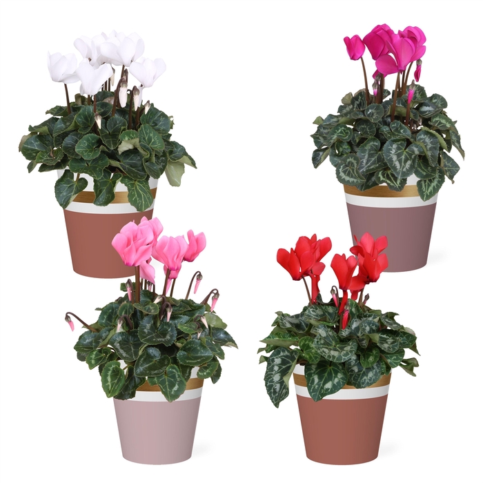 <h4>Collectie 'Moments' - Cyclamen in Smartcup Joy</h4>