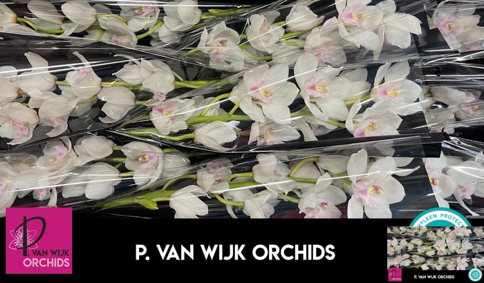 <h4>CYMB T DOS PUEBLOS</h4>