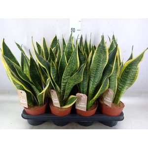 Sansevieria trifa. 'Futura Superba'