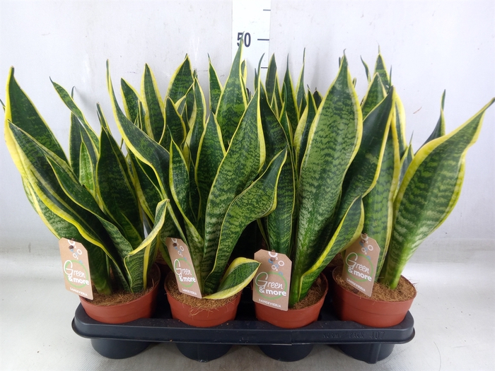 <h4>Sansevieria trifa. 'Futura Superba'</h4>