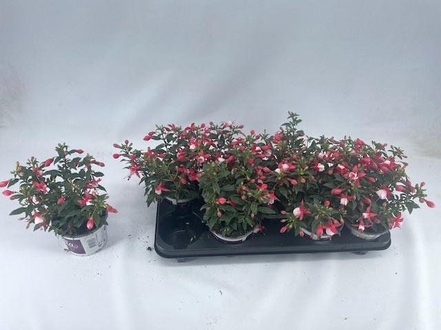 <h4>FUCHSIA B F GEM</h4>