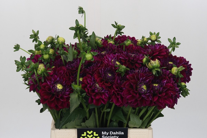 <h4>Dahlia Lilac Bull</h4>
