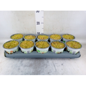 Hordeum sp.   ...kattegras zaai