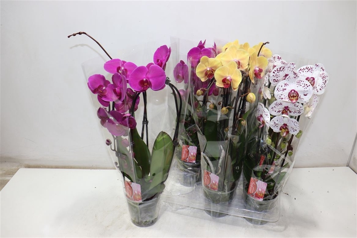<h4>Phal El Cascade</h4>