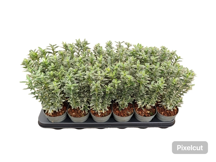 <h4>Euonymus jap. 'Microphyllus Albovariegatus'</h4>