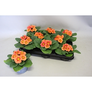 Primula acaulis Salmon