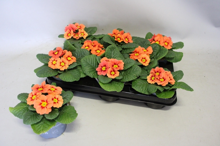<h4>Primula acaulis Salmon</h4>