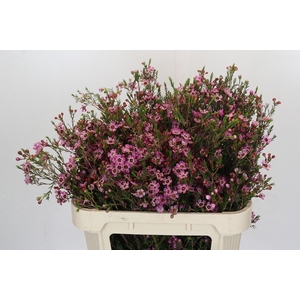 Chamelaucium megalopetalum 'Grand Adi'