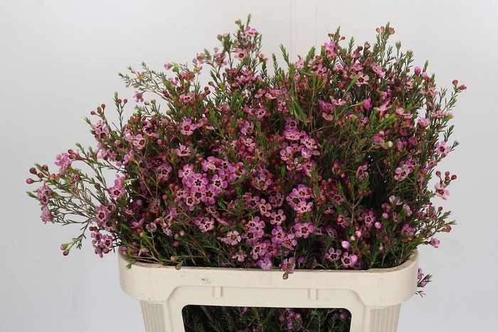 Chamelaucium megalopetalum 'Grand Adi'