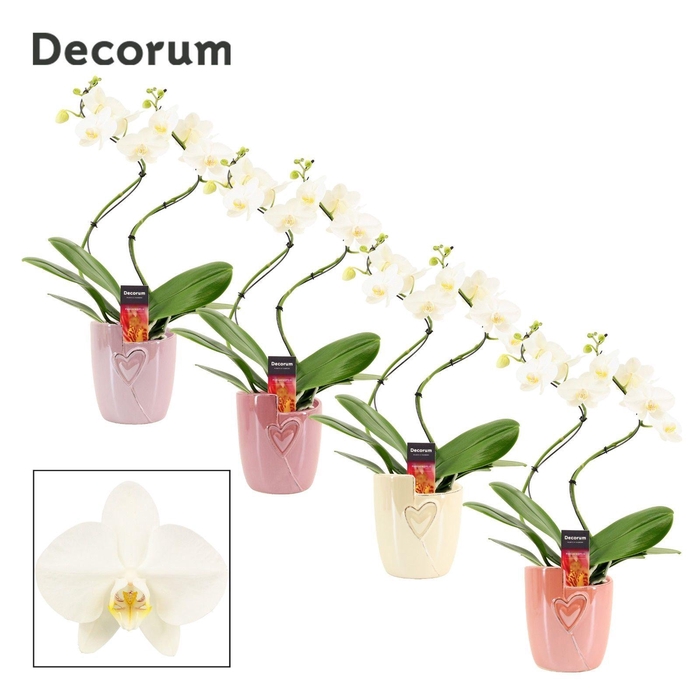 <h4>Phalaenopsis hurricane wit in Joa (Special moods-collection)</h4>