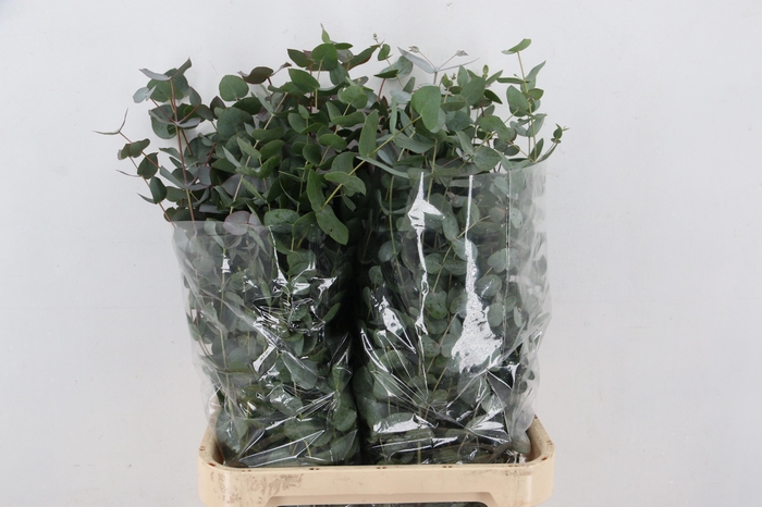 <h4>EUCA CINEREA</h4>